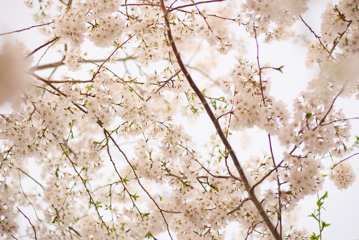 cherry blossoms 2013-0020-2