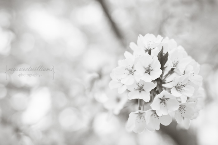 cherry blossoms 2013-0028