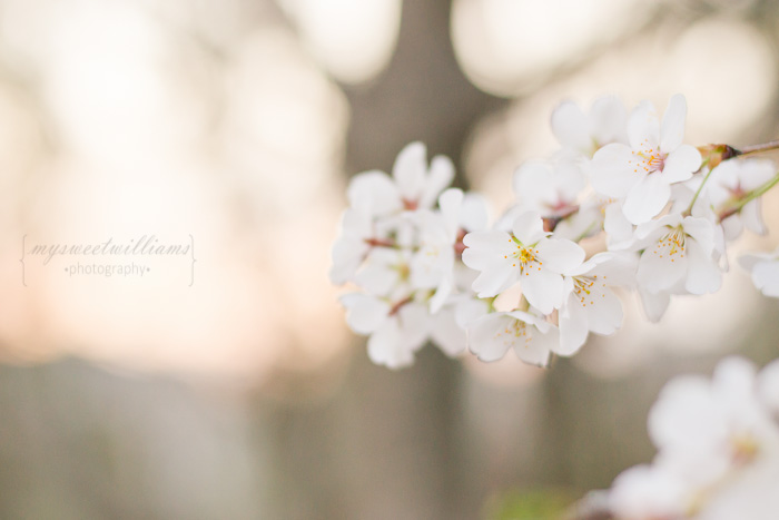 cherry blossoms 2013-0095