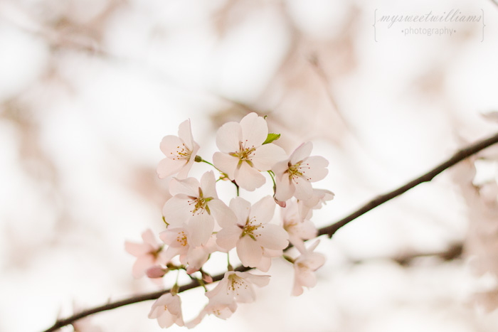 cherry blossoms 2013-0147