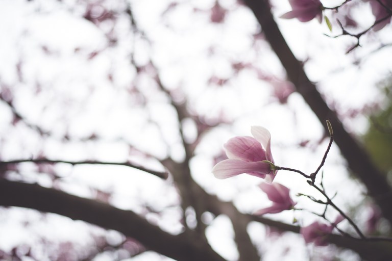 Paul and Stephen Spring 2015 and blooms-4227