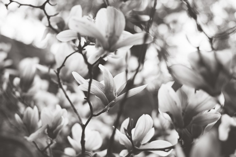 Paul and Stephen Spring 2015 and blooms-4256