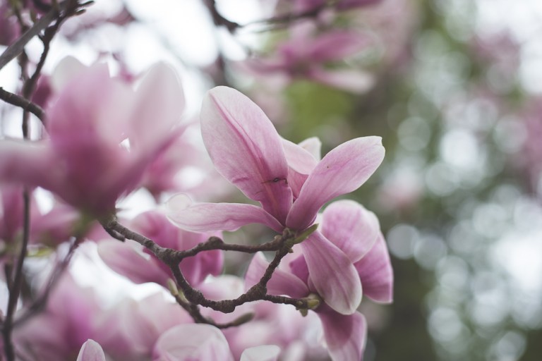 Paul and Stephen Spring 2015 and blooms-4270