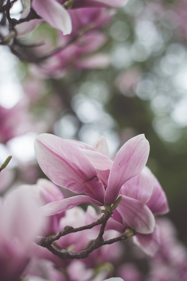 Paul and Stephen Spring 2015 and blooms-4276