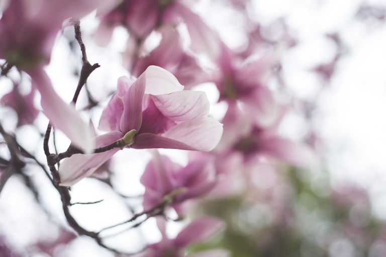 Paul and Stephen Spring 2015 and blooms-4277