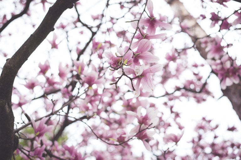 Paul and Stephen Spring 2015 and blooms-4283