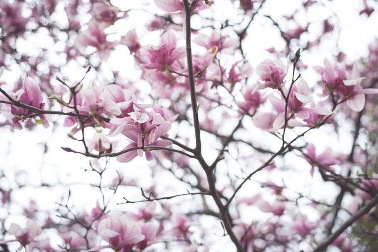 Paul and Stephen Spring 2015 and blooms-4304