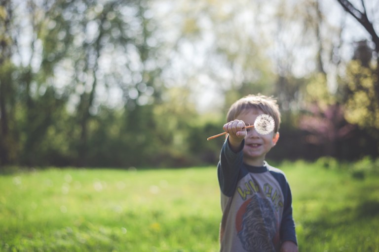 crab apple tree and dandelions-5178