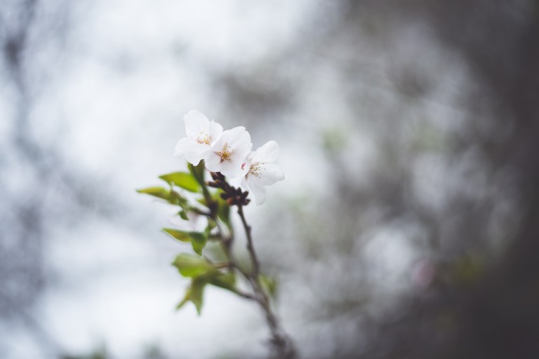 Paul and Stephen Spring 2015 and blooms-3981