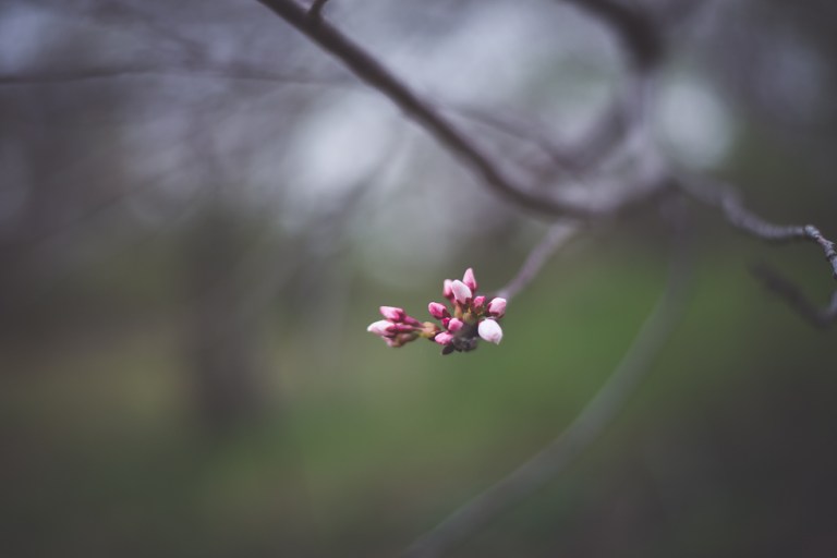 Paul and Stephen Spring 2015 and blooms-4052