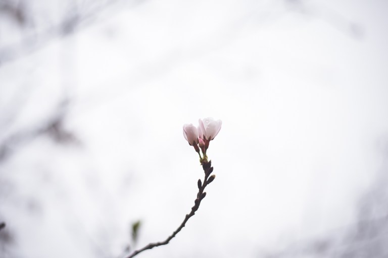 Paul and Stephen Spring 2015 and blooms-4130