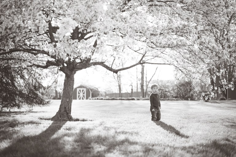 crab apple tree 2015-4710