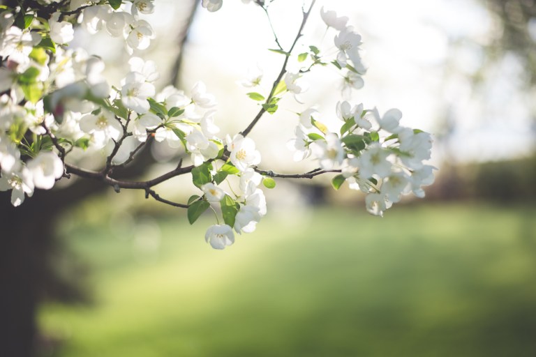 crab apple tree 2015-4764