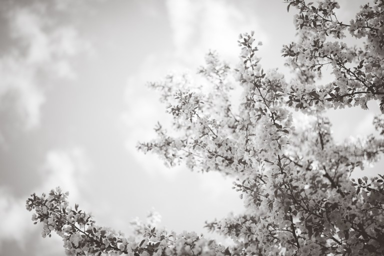 crab apple tree 2015-4771