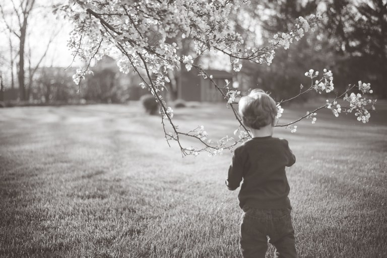 crab apple tree 2015-4773