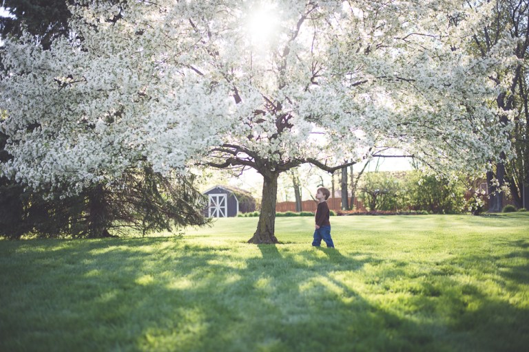 crab apple tree 2015-4836