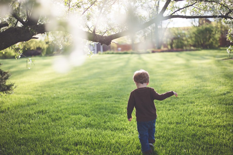 crab apple tree 2015-4839