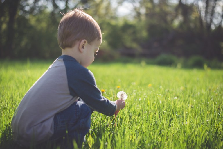 crab apple tree and dandelions-5156