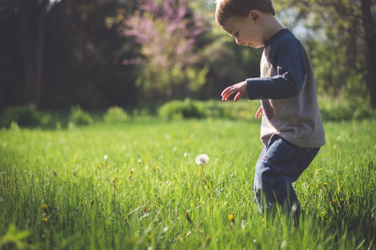 crab apple tree and dandelions-5161