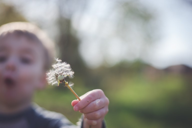 crab apple tree and dandelions-5219