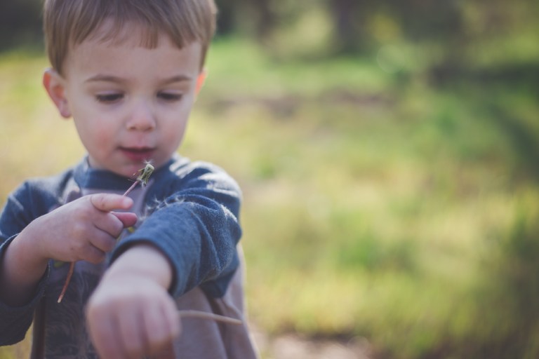 crab apple tree and dandelions-5221