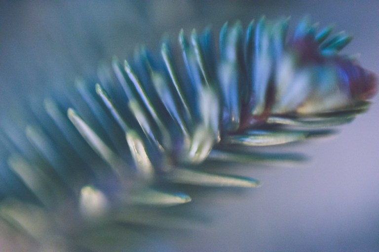 free lens fun january 2018-0773