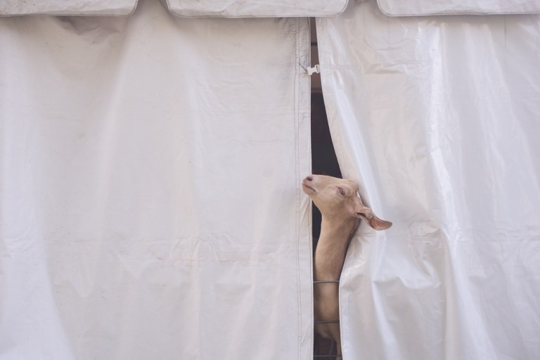 Bellville Street Fair - REN FEST - Stephen's Bday-5922