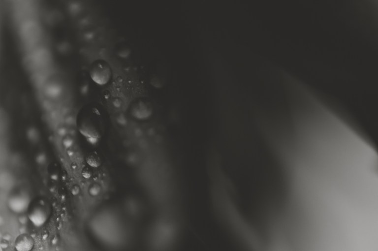 March flowers 2019-0071