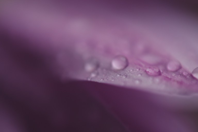 March flowers 2019-0074-2